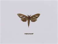 藏品(銀斑舟蛾)的圖片